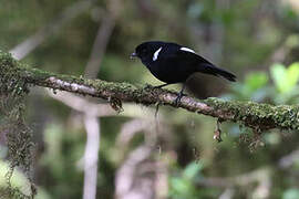 White-winged Robin