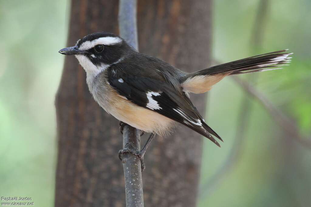 Buff-sided Robinadult, identification