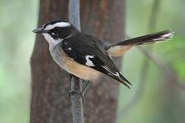 Buff-sided Robin