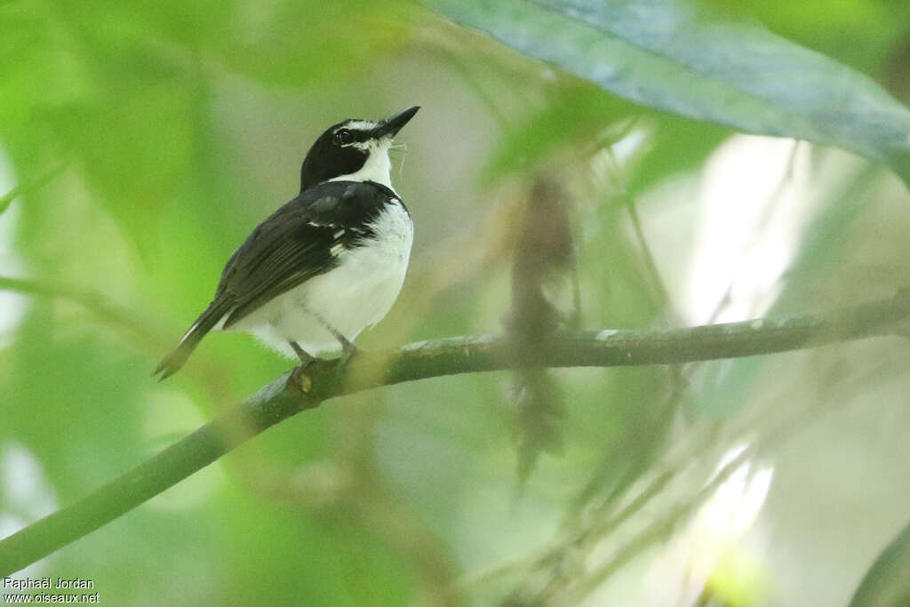 Black-sided Robin male adult