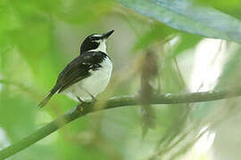 Black-sided Robin