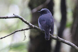 Black-throated Robin