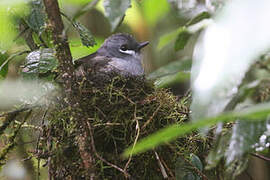 Ashy Robin