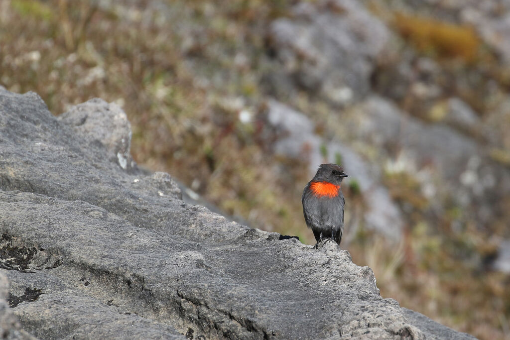 Snow Mountain Robinadult breeding