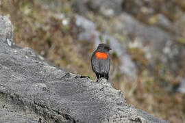 Snow Mountain Robin