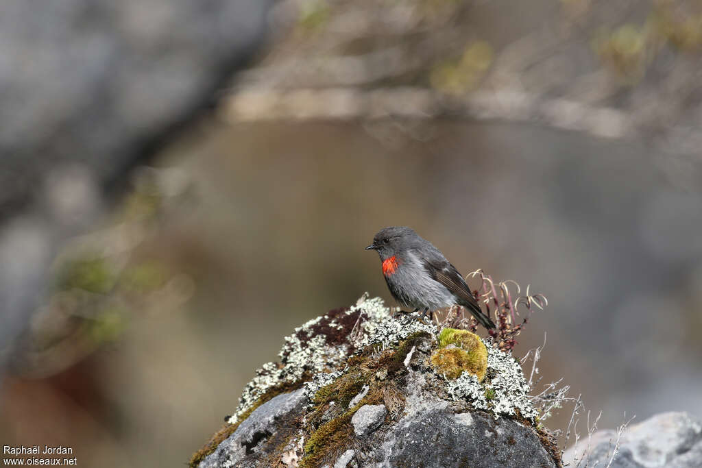 Snow Mountain Robinadult breeding, identification