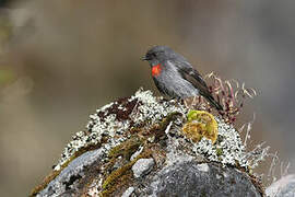 Snow Mountain Robin