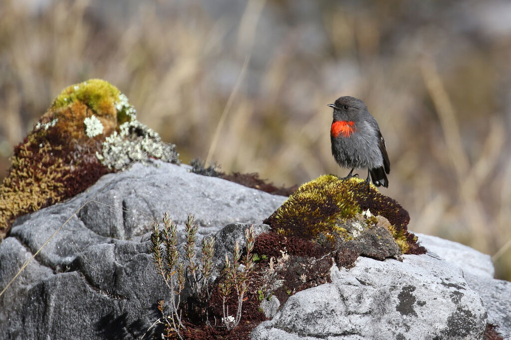 Snow Mountain Robinadult breeding