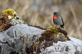 Snow Mountain Robin