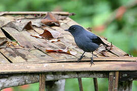 Slaty Robin