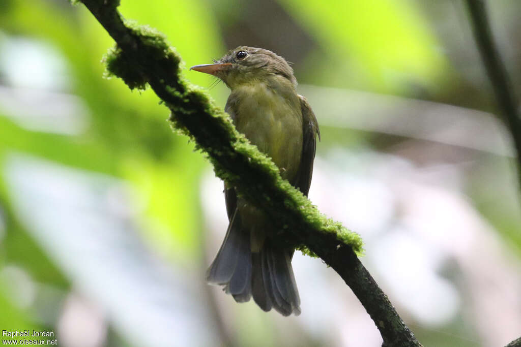 Olive Flyrobinadult