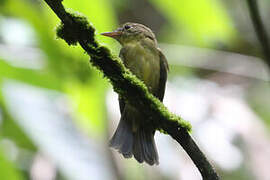 Olive Flyrobin