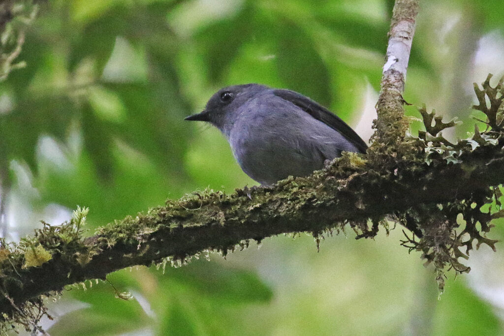 Smoky Robin male adult