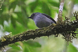 Smoky Robin