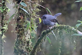 Smoky Robin