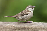 Moineau à dos roux