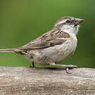 Moineau à dos roux