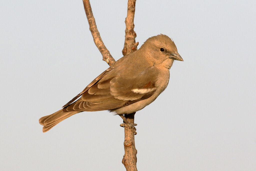 Moineau à gorge jaune mâle adulte