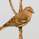 Moineau à gorge jaune