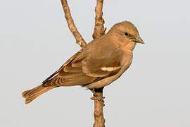 Moineau à gorge jaune