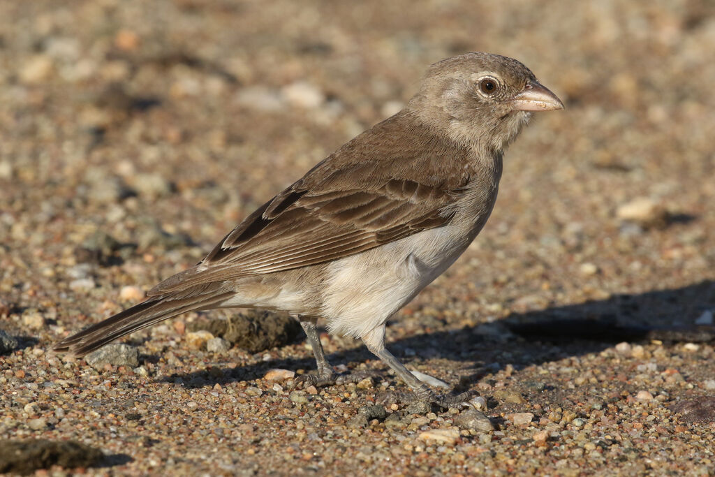 Yellow-spotted Bush Sparrowadult