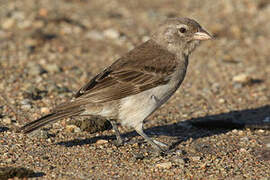 Yellow-spotted Bush Sparrow