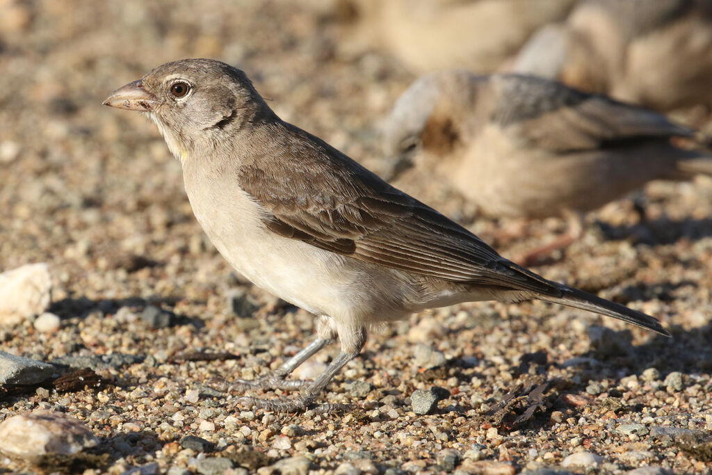 Moineau à point jauneadulte