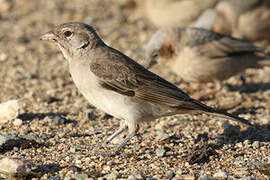 Yellow-spotted Bush Sparrow