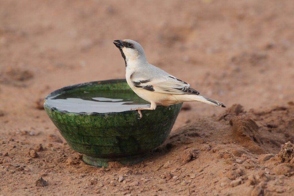 Moineau blanc mâle adulte