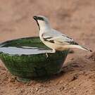 Moineau blanc