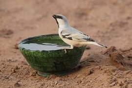 Moineau blanc