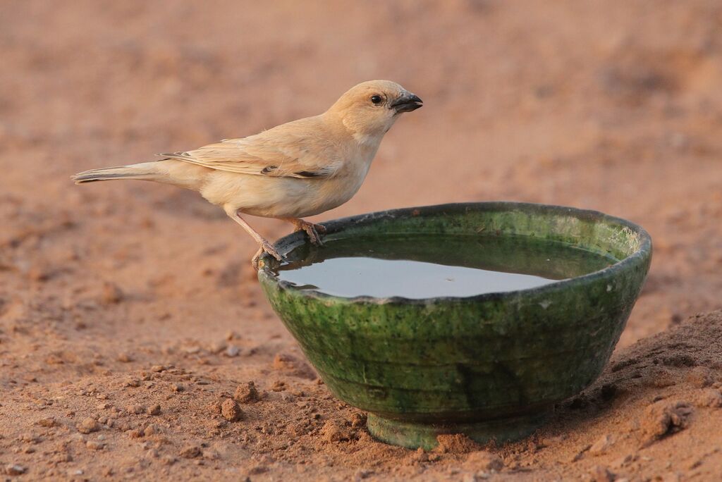 Moineau blanc femelle adulte