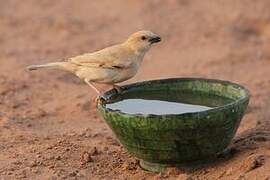 Desert Sparrow