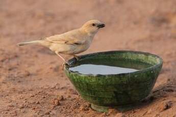 Moineau blanc