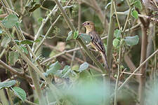 Moineau d'Arabie