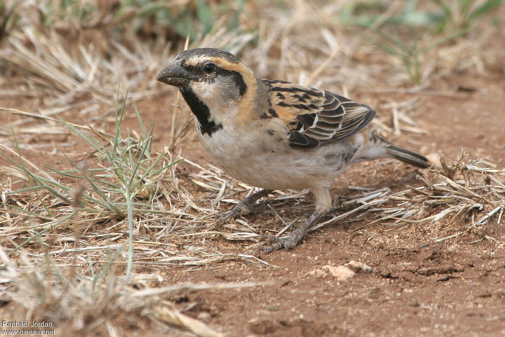 Moineau de Shelley mâle adulte, identification