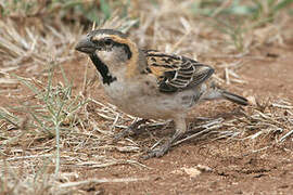 Shelley's Sparrow