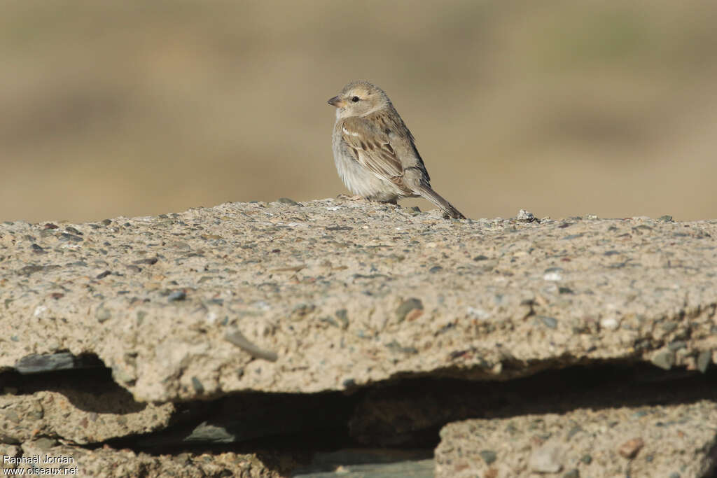 Moineau des saxaouls femelle adulte nuptial, identification