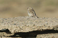 Moineau des saxaouls