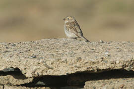 Moineau des saxaouls