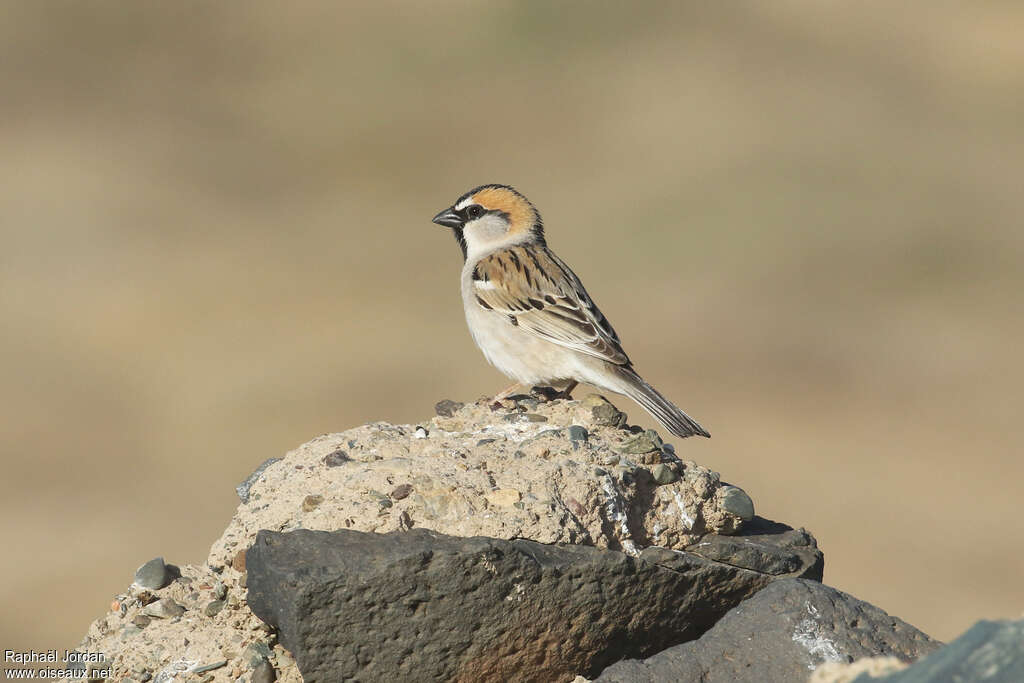 Moineau des saxaouls mâle adulte nuptial, identification