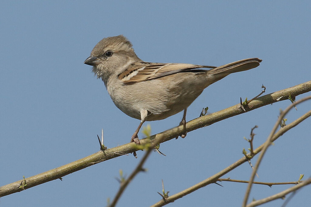 Sind Sparrow female adult