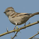 Moineau du Sind