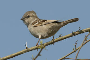 Moineau du Sind