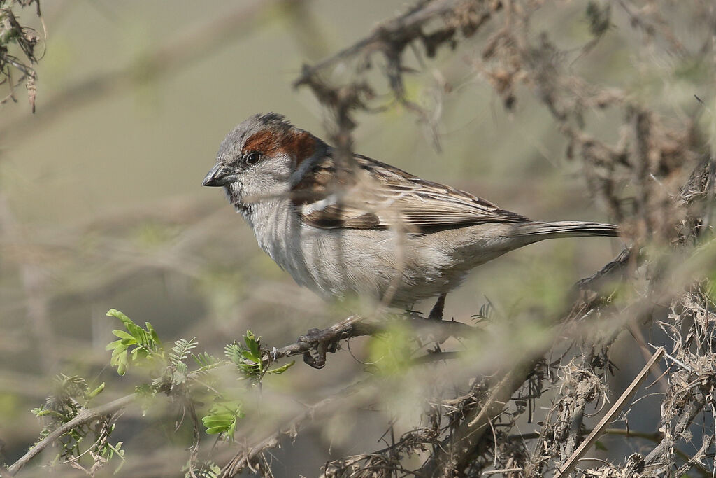 Moineau du Sind mâle adulte