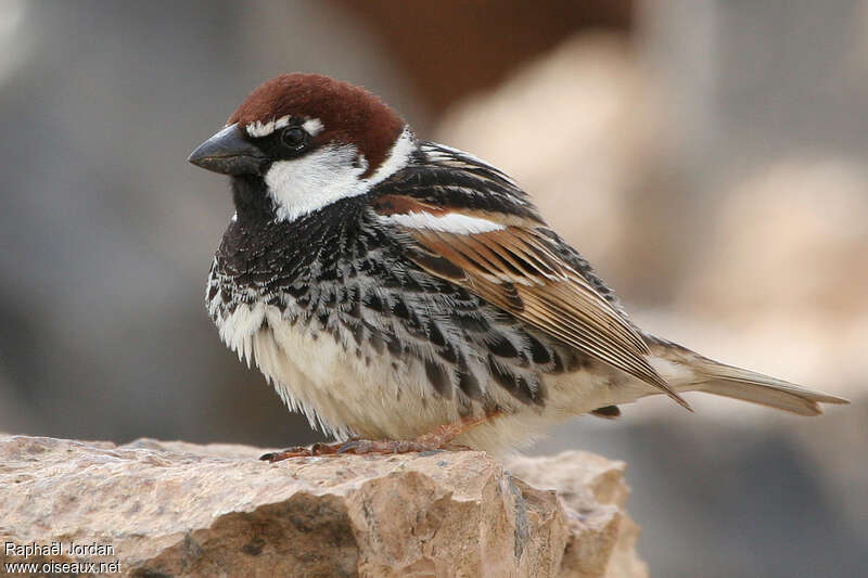 Spanish Sparrow male adult breeding, identification