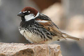 Spanish Sparrow