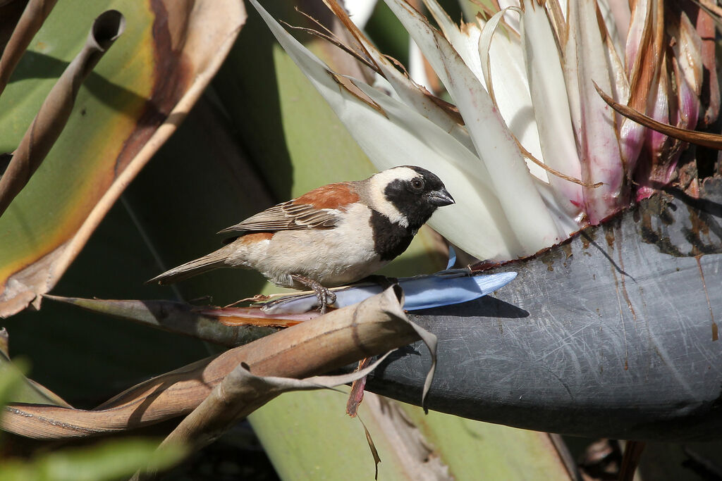 Moineau mélanure mâle adulte