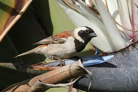 Cape Sparrow