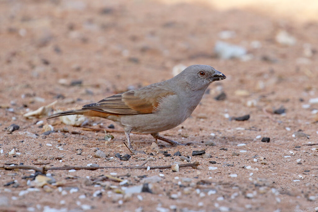 Parrot-billed Sparrowadult